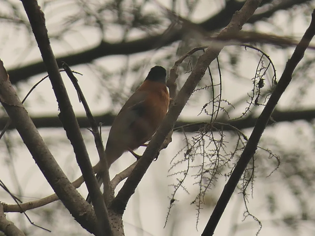 黑顶奇鹛(Heterophasia capistrata)