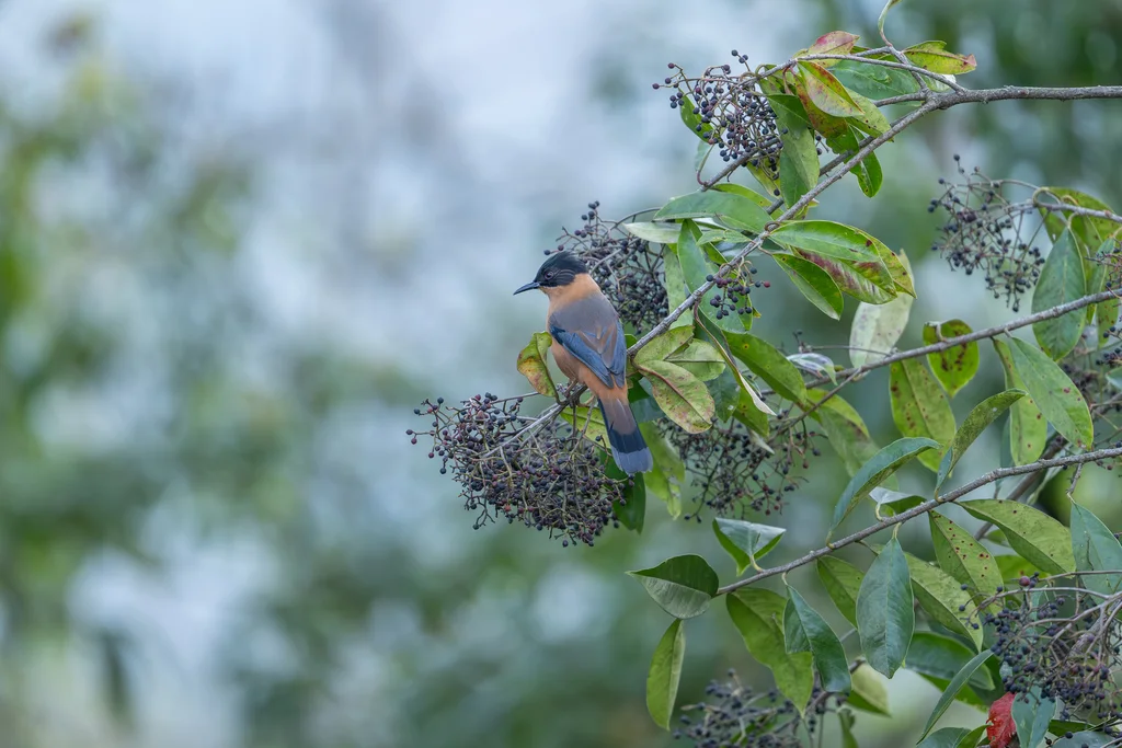 黑顶奇鹛(Heterophasia capistrata)