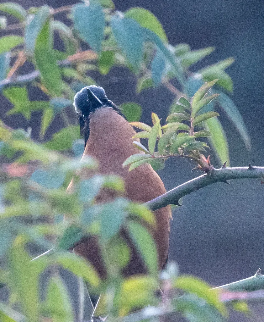 黑顶奇鹛(Heterophasia capistrata)