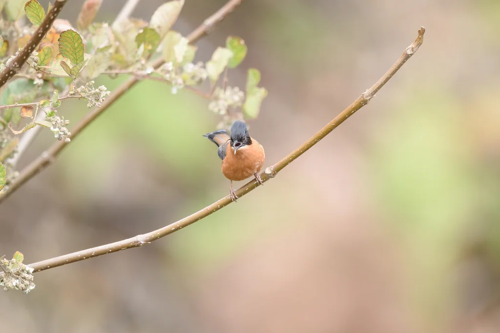 黑顶奇鹛(Heterophasia capistrata)