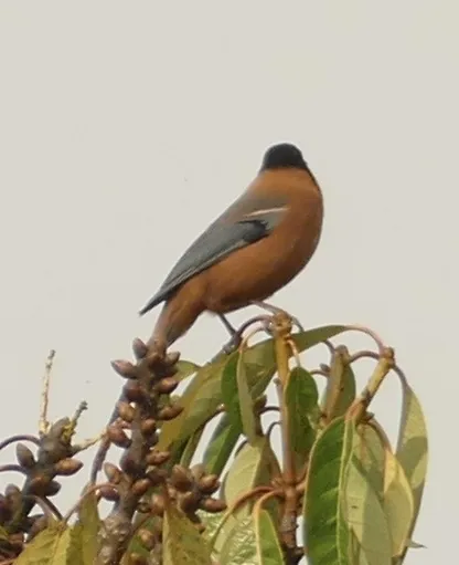 黑顶奇鹛(Heterophasia capistrata)