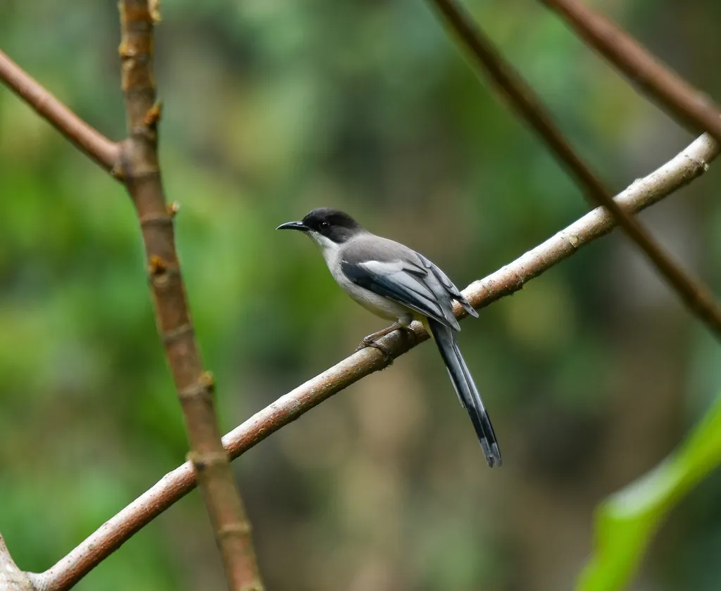 灰奇鹛(Heterophasia gracilis)