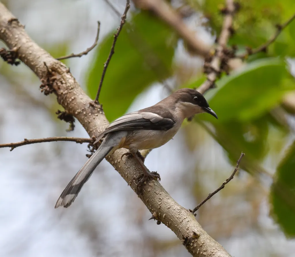 灰奇鹛(Heterophasia gracilis)