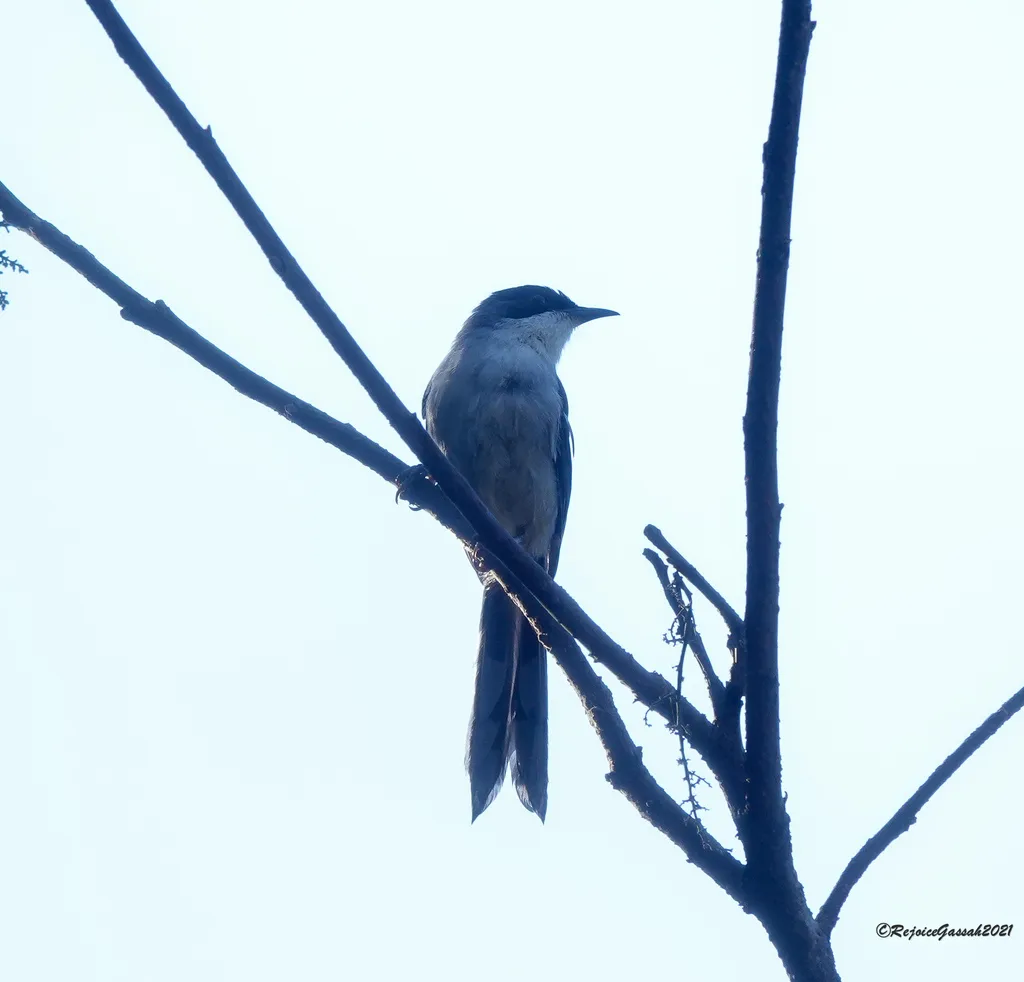 灰奇鹛(Heterophasia gracilis)