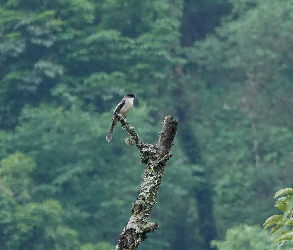 灰奇鹛(Heterophasia gracilis)