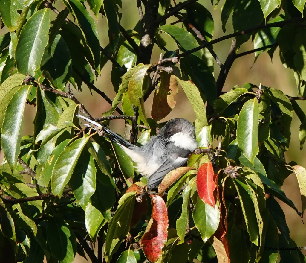 灰奇鹛(Heterophasia gracilis)
