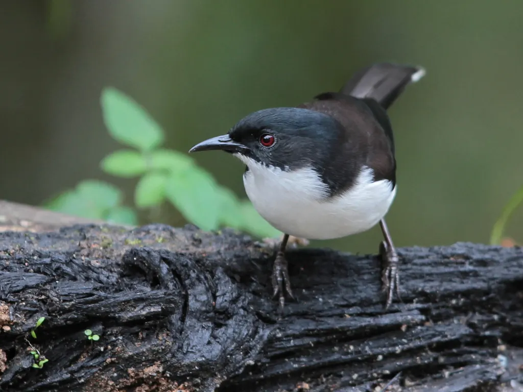 黑背奇鹛（Heterophasia melanoleuca）