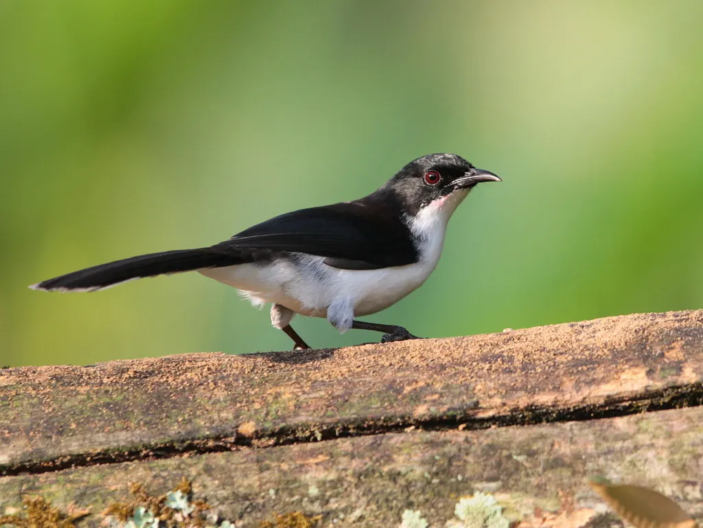 黑背奇鹛（Heterophasia melanoleuca）