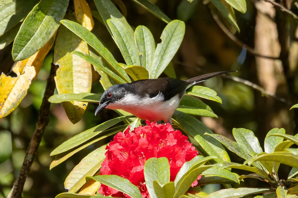黑背奇鹛（Heterophasia melanoleuca）