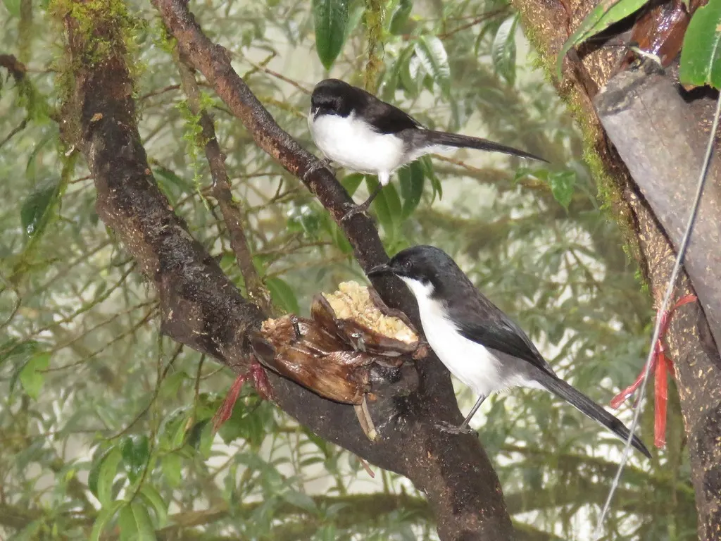 黑背奇鹛（Heterophasia melanoleuca）