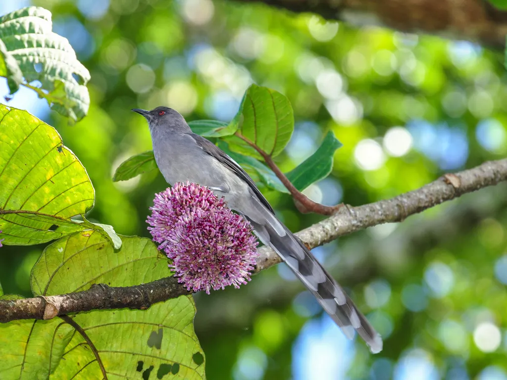 长尾奇鹛(Heterophasia picaoides)