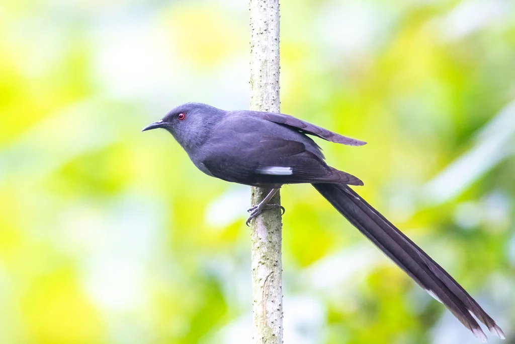 长尾奇鹛(Heterophasia picaoides)