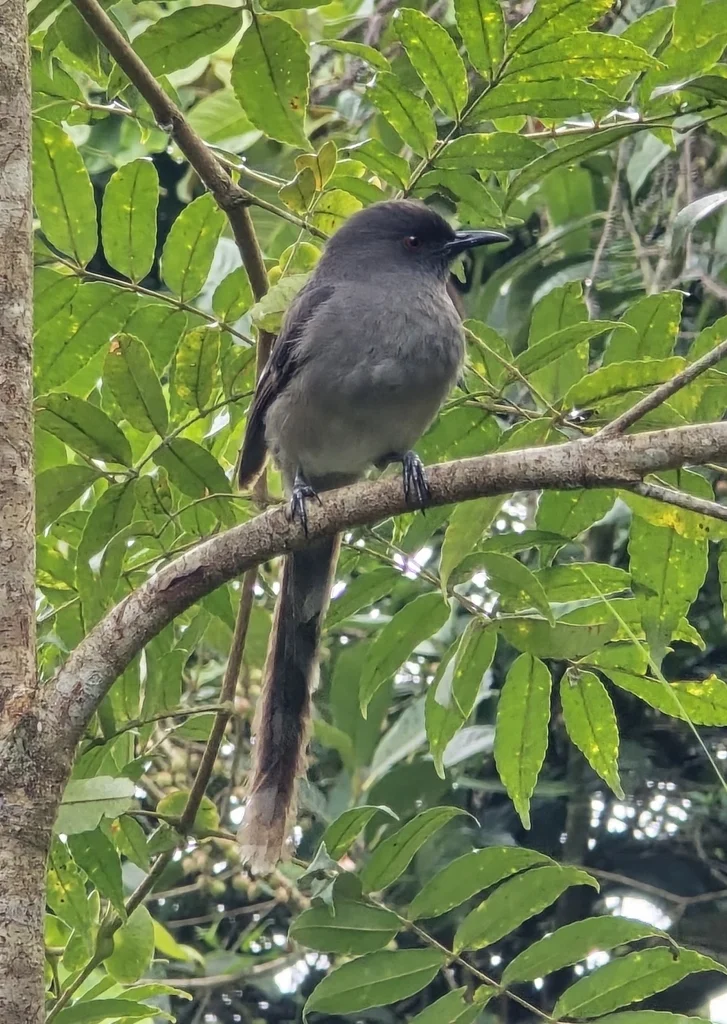 长尾奇鹛(Heterophasia picaoides)