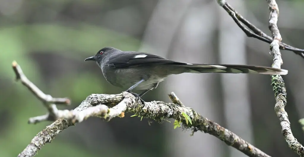 长尾奇鹛(Heterophasia picaoides)