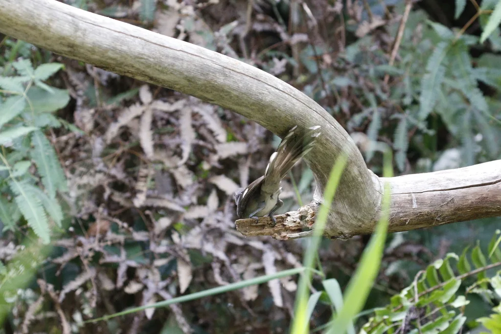 长尾奇鹛(Heterophasia picaoides)