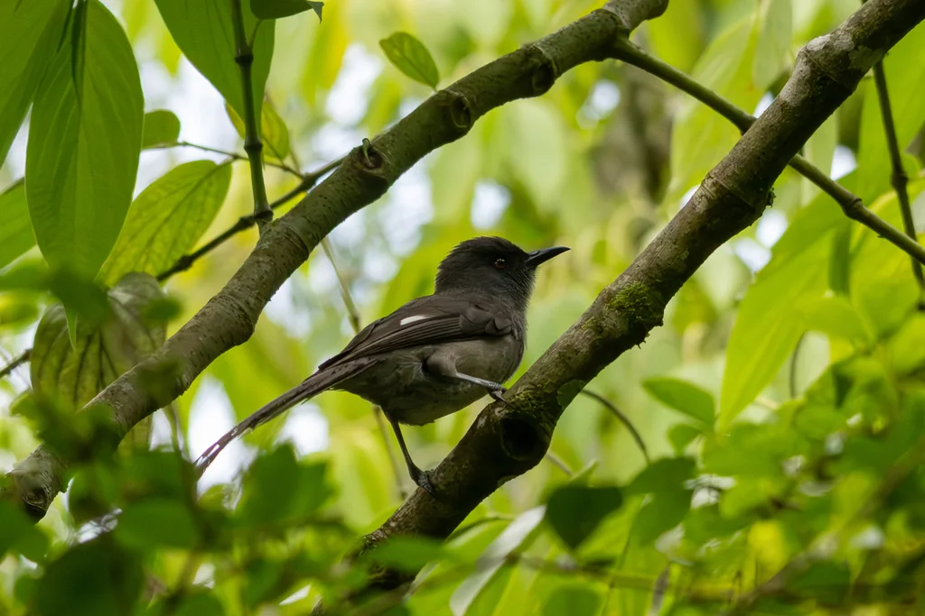 长尾奇鹛(Heterophasia picaoides)