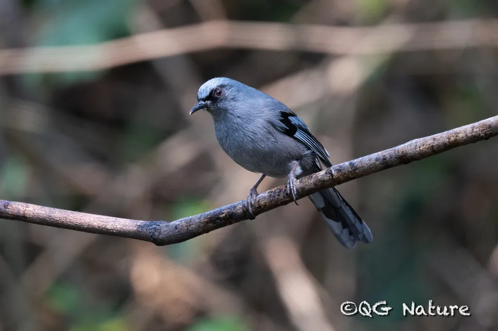 丽色奇鹛(Heterophasia pulchella)