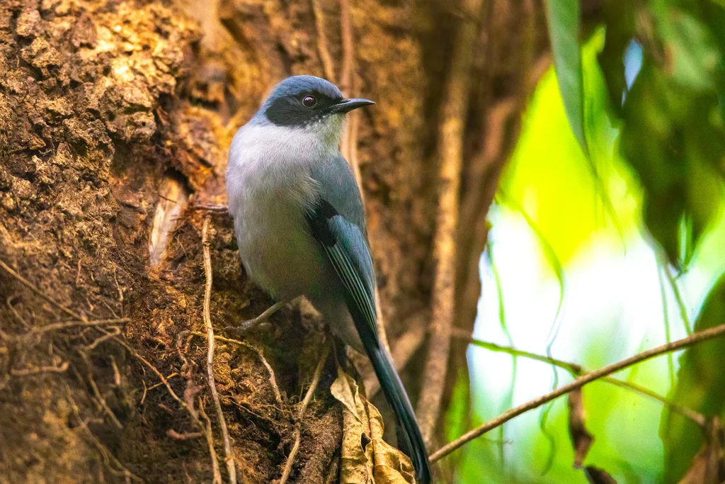 丽色奇鹛(Heterophasia pulchella)