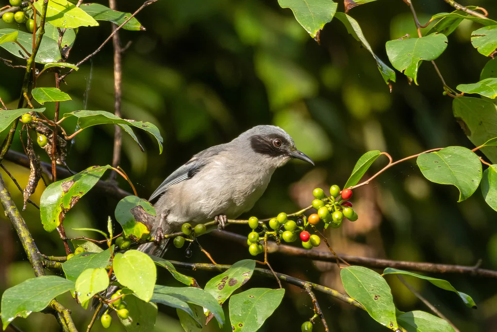丽色奇鹛(Heterophasia pulchella)