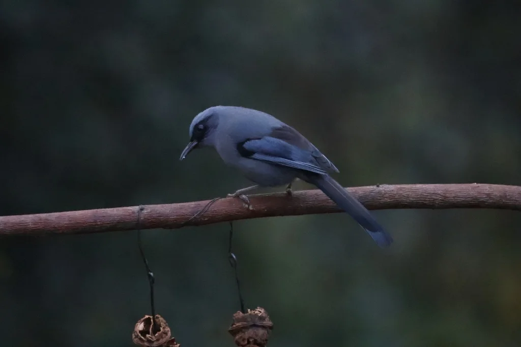 丽色奇鹛(Heterophasia pulchella)