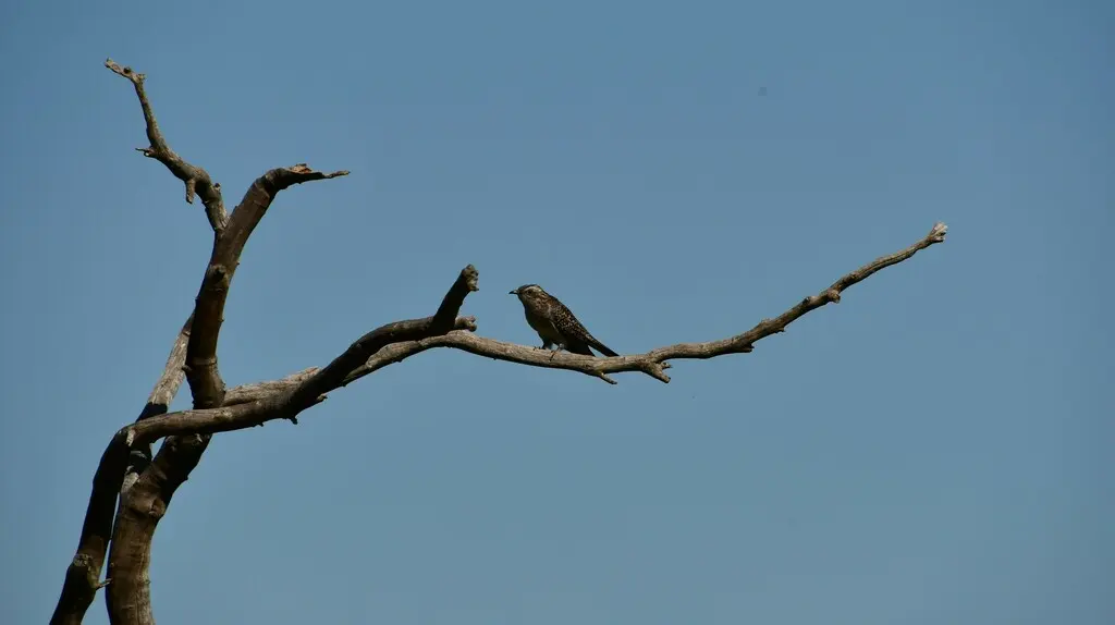 淡色杜鹃(Heteroscenes pallidus)