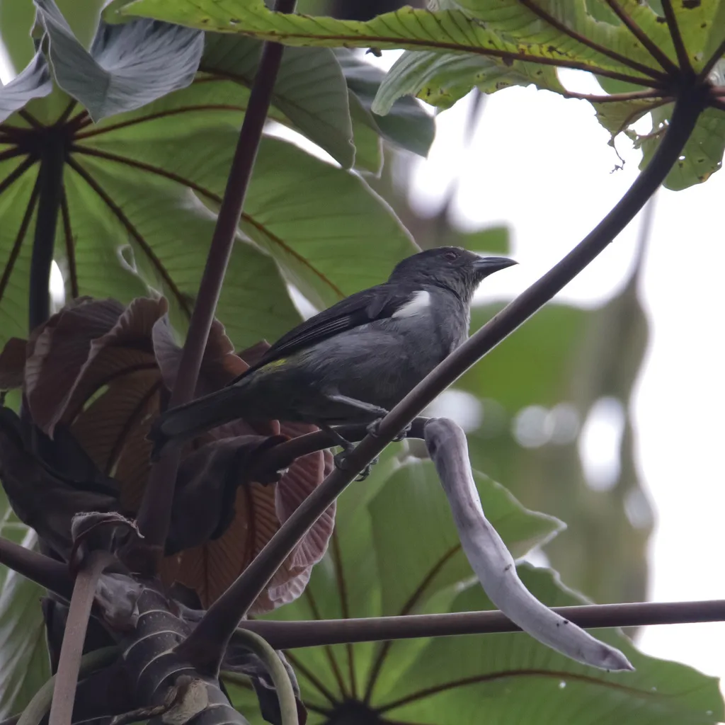 黄腰红眉唐纳雀(Heterospingus rubrifrons)