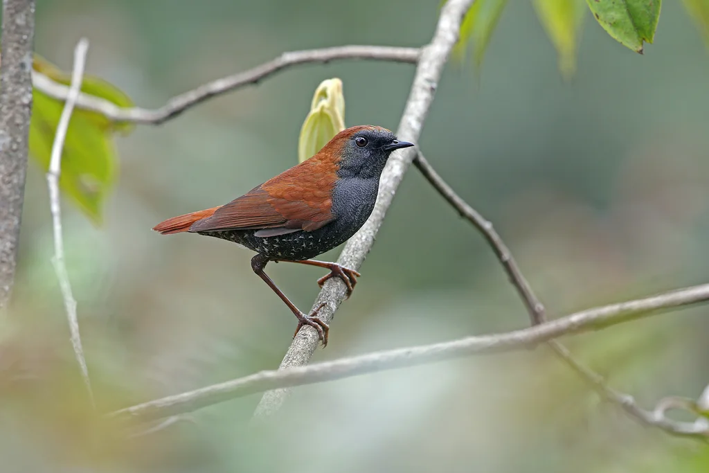 栗背短翅鸫(Heteroxenicus stellatus)