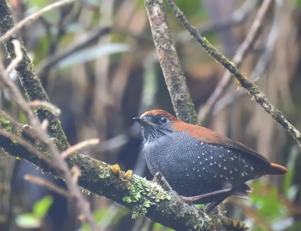 栗背短翅鸫(Heteroxenicus stellatus)