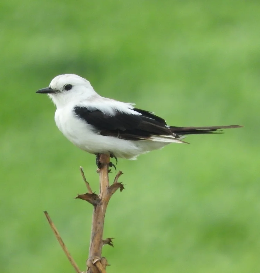 黑白蒙霸鹟（Heteroxolmis dominicana）