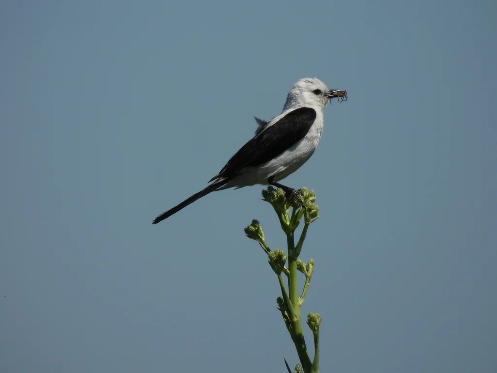 黑白蒙霸鹟（Heteroxolmis dominicana）