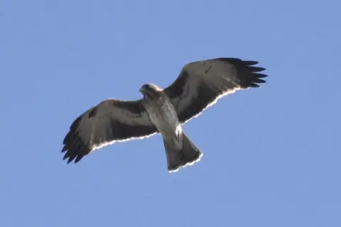小隼雕