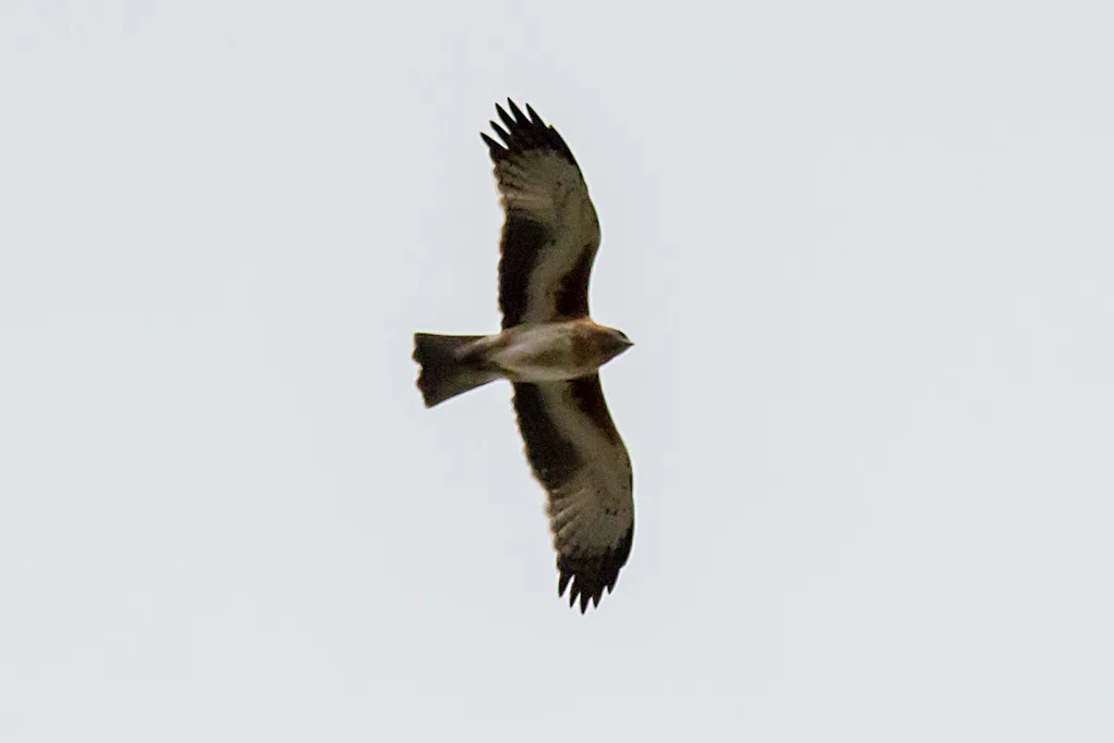 小隼雕(Hieraaetus morphnoides)