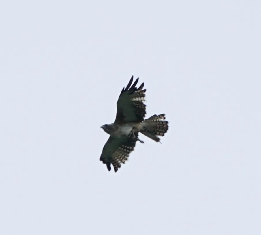 小隼雕(Hieraaetus morphnoides)