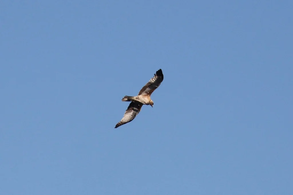 小隼雕(Hieraaetus morphnoides)
