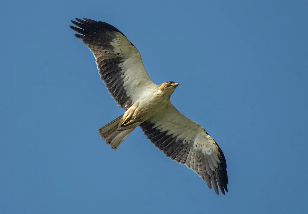 靴隼雕(Hieraaetus pennatus)