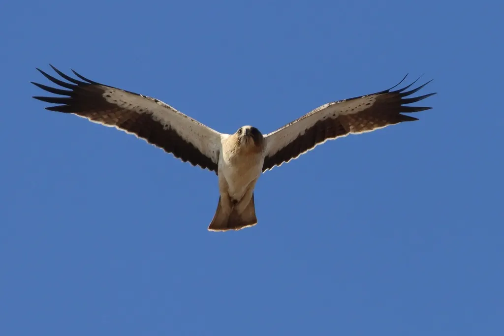靴隼雕(Hieraaetus pennatus)