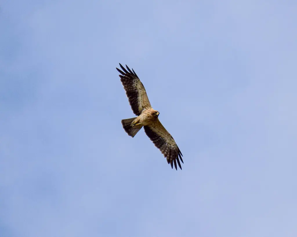 靴隼雕(Hieraaetus pennatus)