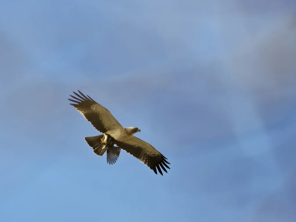 靴隼雕(Hieraaetus pennatus)