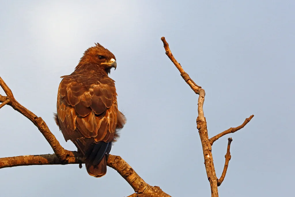 细嘴雕(Hieraaetus wahlbergi)