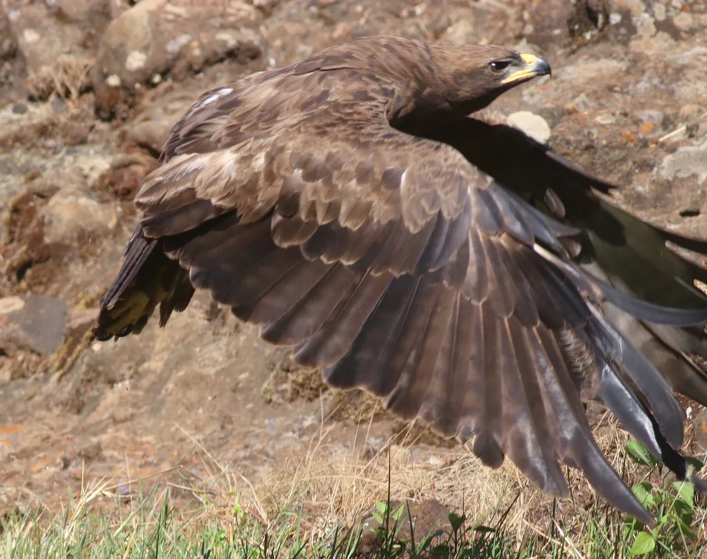 细嘴雕(Hieraaetus wahlbergi)