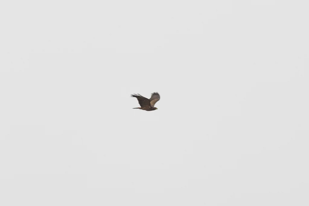 细嘴雕(Hieraaetus wahlbergi)