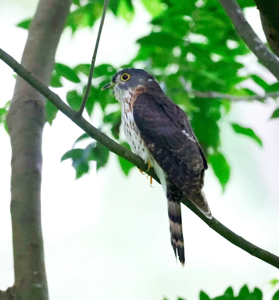 棕腹鹰鹃(Hierococcyx nisicolor)