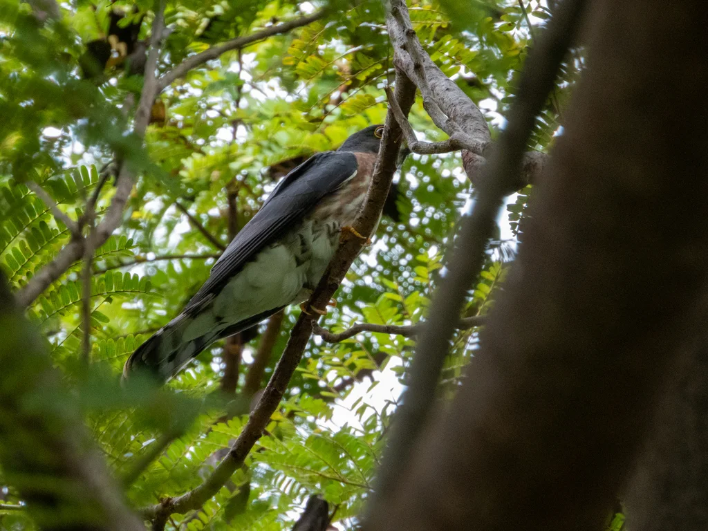 棕腹鹰鹃(Hierococcyx nisicolor)