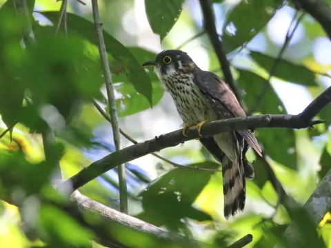 小鹰鹃
