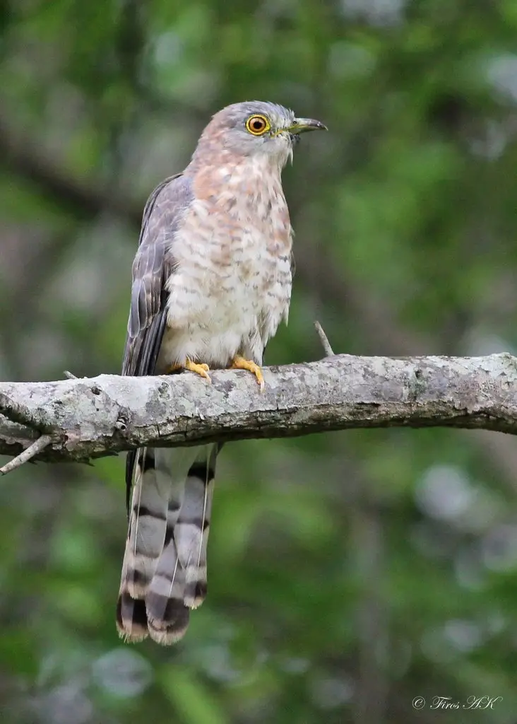 普通鹰鹃(Hierococcyx varius)