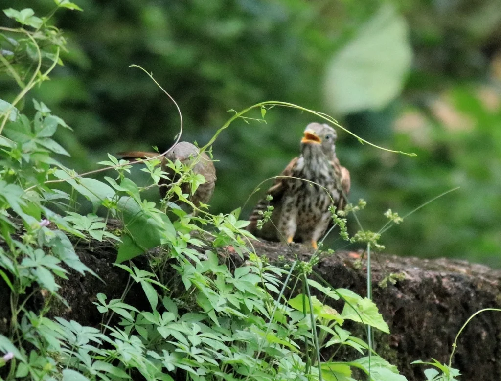 普通鹰鹃(Hierococcyx varius)