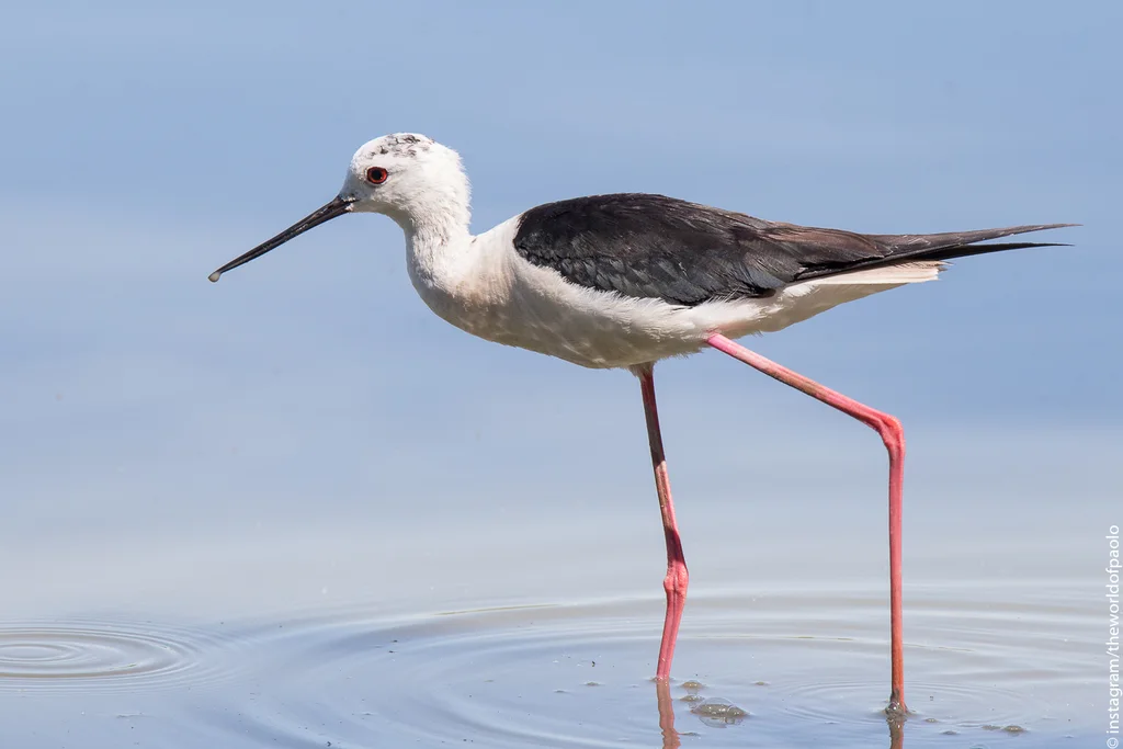 黑翅长脚鹬（Himantopus himantopus）