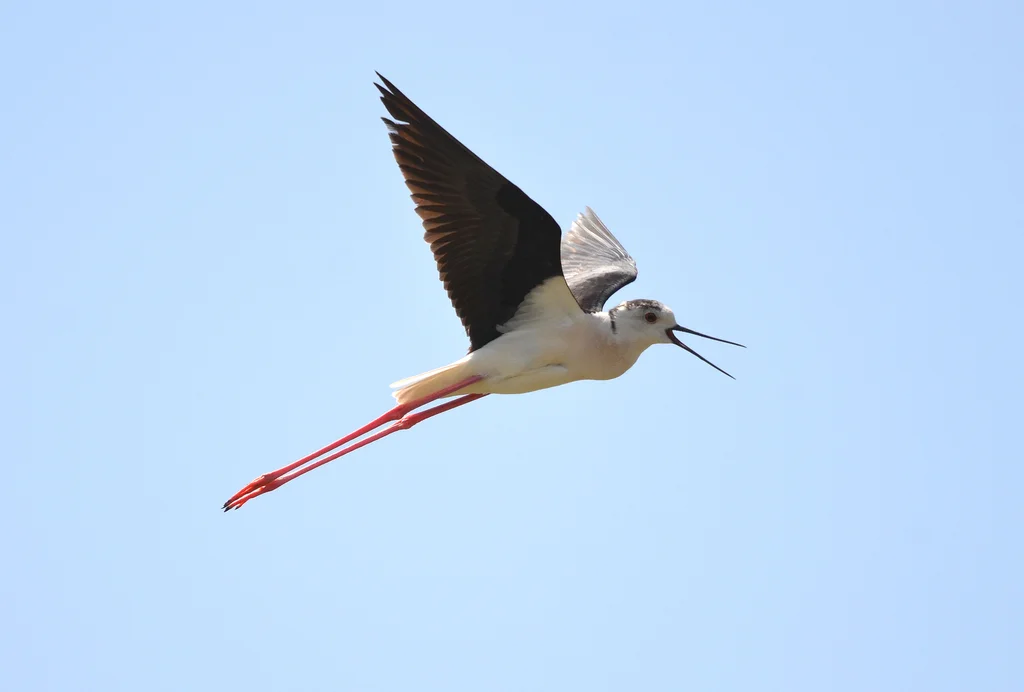 黑翅长脚鹬（Himantopus himantopus）