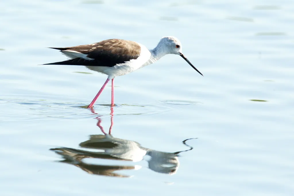 黑翅长脚鹬（Himantopus himantopus）