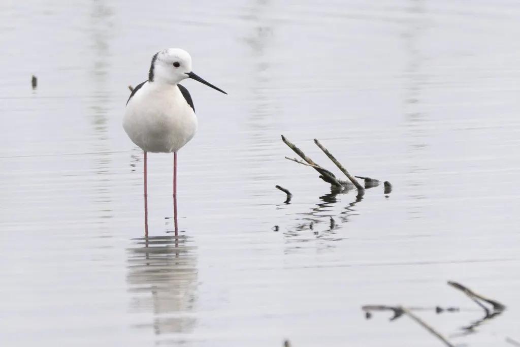 黑翅长脚鹬（Himantopus himantopus）